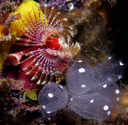 Fan worm and tunicates, Clovelly by Doug Anderson 